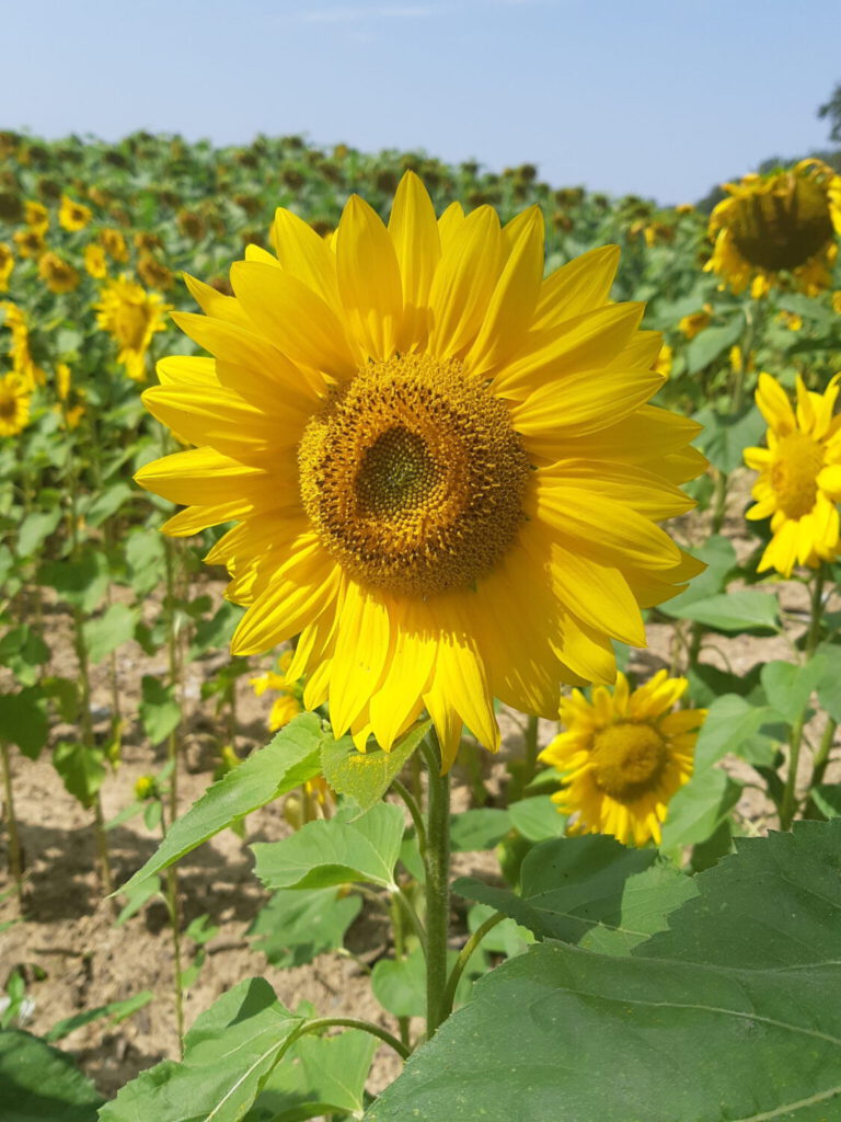 zonnebloem 1536x2048 1